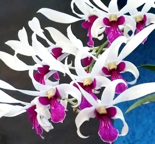 Fragrant dendrobium meesangnil - fragrant,