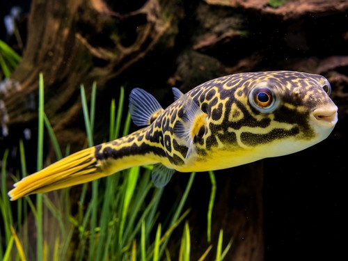Mbu puffer fish we - puffer, (we