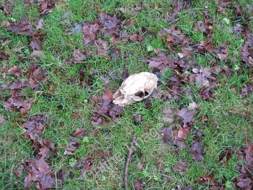 Photo 6x4 skull unknown - photo,