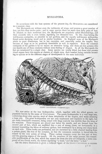 Old cross fish - cross-fish, reproducing