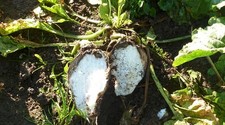 Sugar Beet Seeds • UK Grown