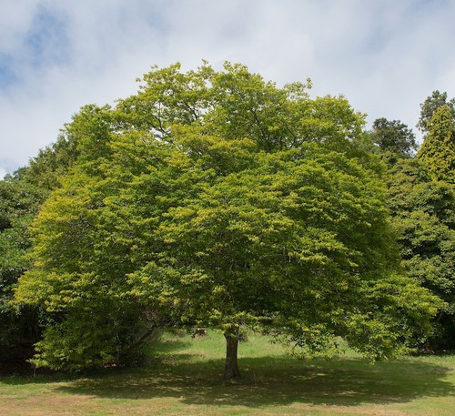 Korean hornbeam tree seeds - hornbeam,