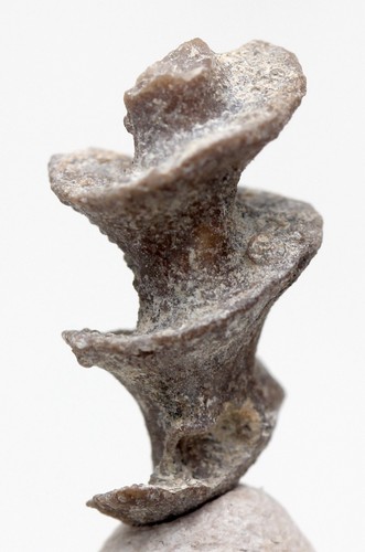Archimedes screw bryozoa - archimedes,