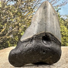 Carcharodon megalodon fossil - carcharodon,