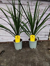 2 x Cordyline 'Verde' 1L Pot