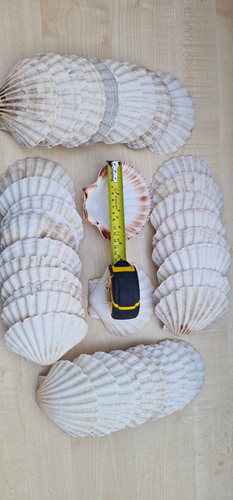 Pack natural scallop - pack, of