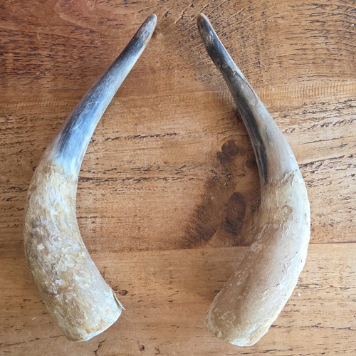 Pair unpolished real cow - pair, xl
