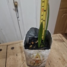 Medjool Date Palm Tree x2