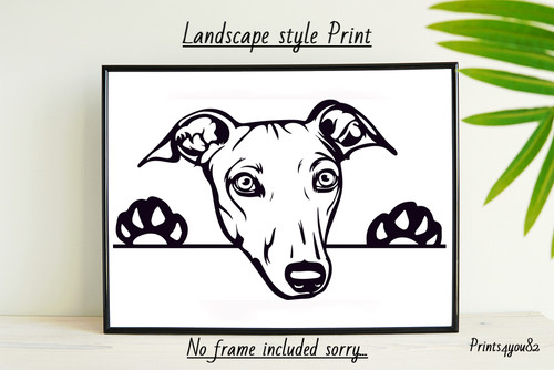 Greyhound dog pet picture - dog,