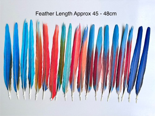 Parrot macaw feather crafts - feather,