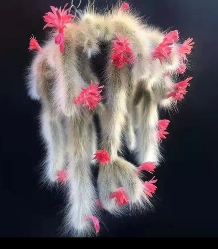 Monkey tail hildewinteria - monkey,