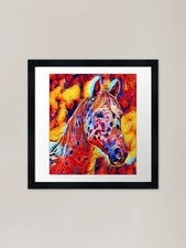 Appaloosa horse close up