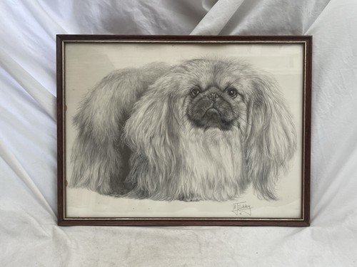 Pekingese dog sketch drawing - dog,