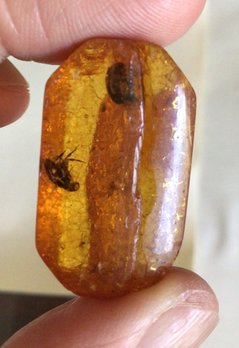 Baltic amber with - baltic,