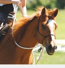 Parelli Natural Horsemanship Hackamore Size Full