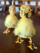 12+ Ancona Duck Hatching Eggs