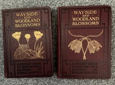 Wayside And Woodland Blossoms