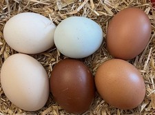 6 X Mixed Breed Eggs 🐣