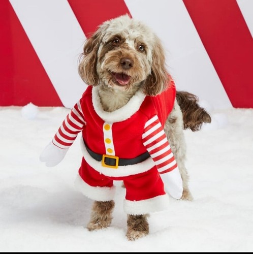 New pet dog - pet,