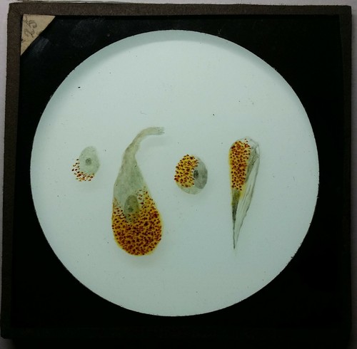 Antique magic lantern slides - antique,