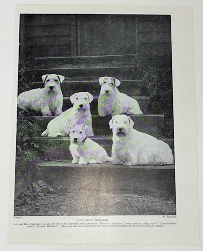 Sealyham terrier dog breed - sealyham,