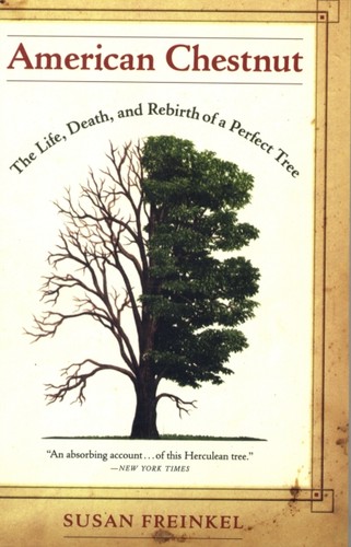 American chestnut susan - chestnut, by