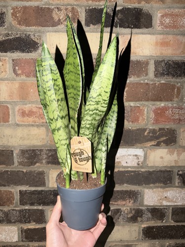 Sansevieria zeylanica snake - zeylanica,