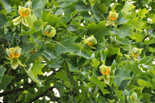 Liriodendron tulip trees - 3x,