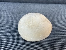 Fossil sea urchin echinocorys - urchin,
