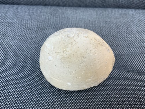 Fossil sea urchin - fossil, echinocorys