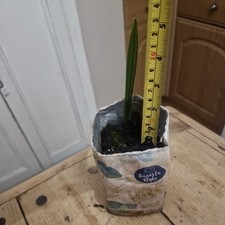 Medjool Date Palm Tree Indoor