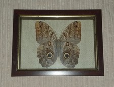 Caligo Genus Owl Butterfly