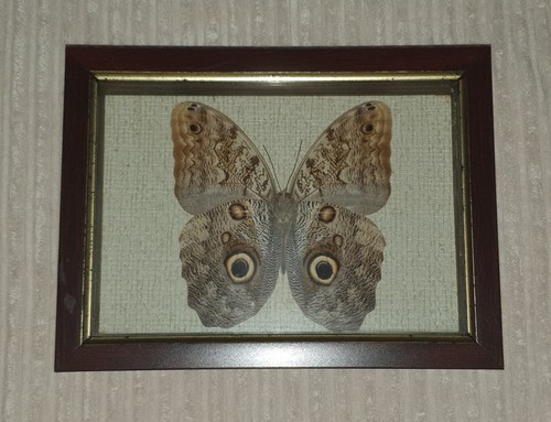 Caligo genus owl - caligo,