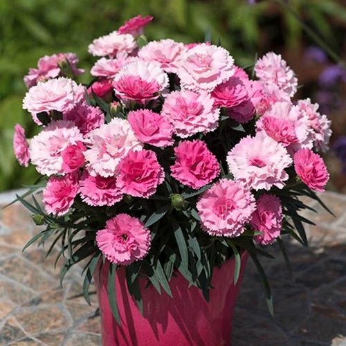 Dianthus garden pinks love - pinks,
