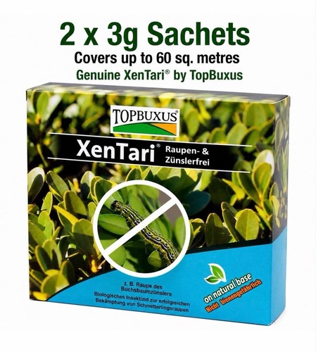 Topbuxus xentari boxwood - topbuxus,