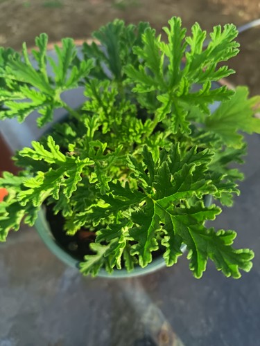 Lemon scented geranium - scented,