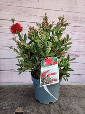 Callistemon Citrinus Red Bottle Brush 3L Pot Garden Plant Establish Shrub