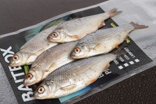 Baitbox frozen roach - new, fresh