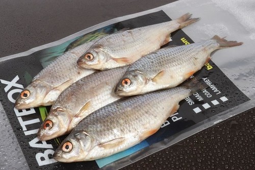 Baitbox frozen roach new fresh - baitbox,