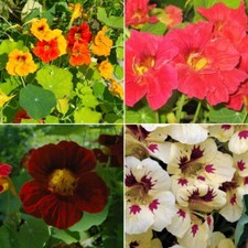 Nasturtium Seeds - Huge Selection of Varieties