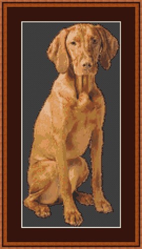 Hungarian vizsla dog cross - dog,