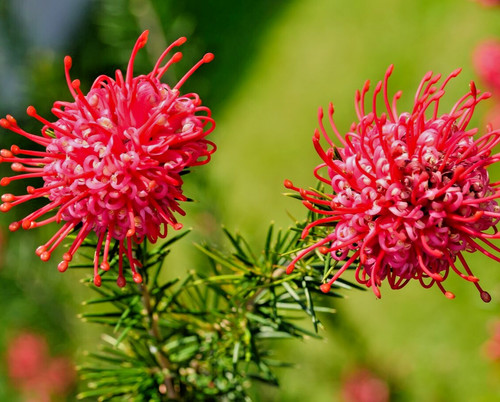 Grevillea olympic flame - grevillea,