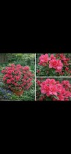Evergreen Azalea Vuyk’s