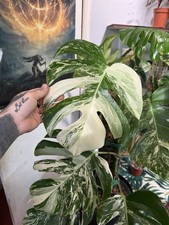 Monstera Albo Rooted Single Leaf Cutting