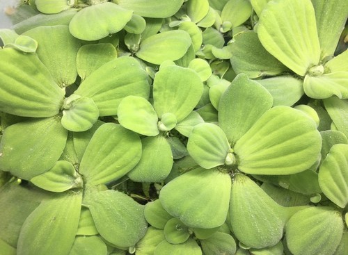 Water lettuce pistia - x,