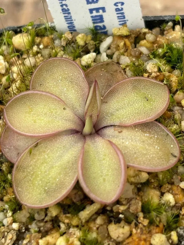 Pinguicula emarginata form - form, a