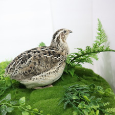 Calico Quail Hatching Eggs –