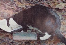 Original Coloured Pencil & Ballpoint pen, 'Cat Study', Unknown Artist, 1980's