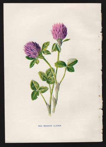 C1902 hulme familiar wild - c1902,