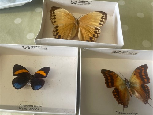 Butterfly taxidermy specimen - butterfly,